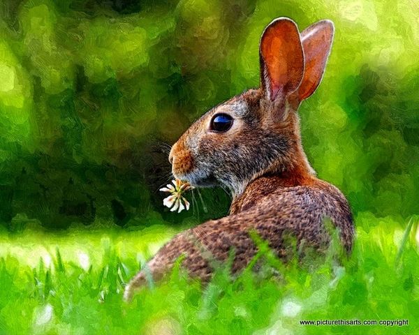 No 16. Rabbit in clover.