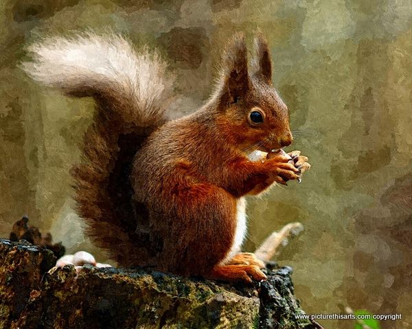 No 17. Red Squirrel with nut.