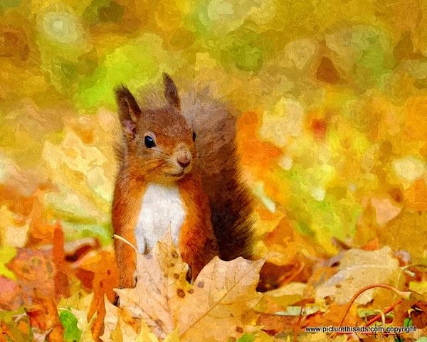 No 18.Red squirrel in autumn leaves.