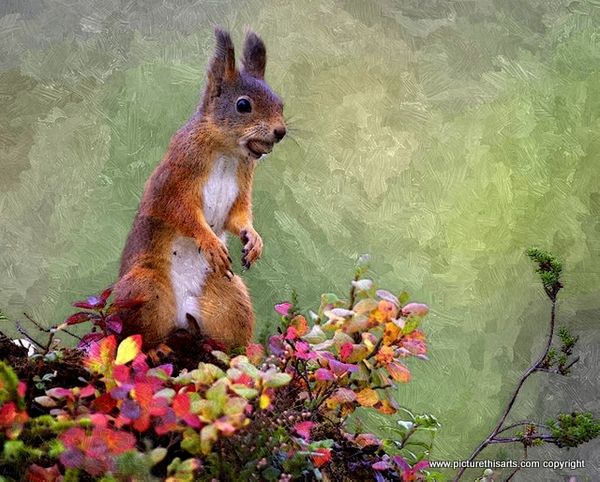 No 19. Red squirrel with nut in mouth.