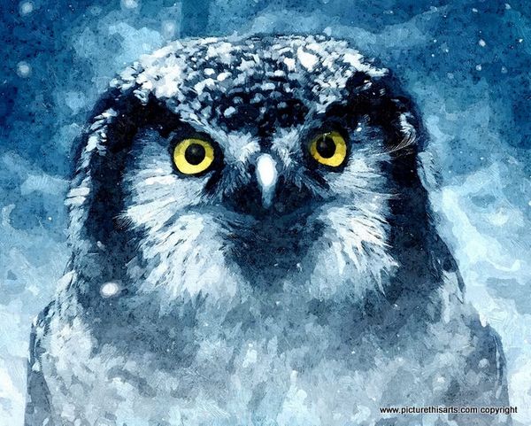 No 21. Owl in winter.