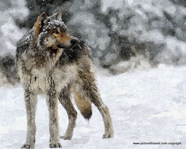 No 22. The lone wolf.