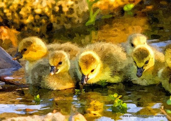 No 23. Little ducklings.