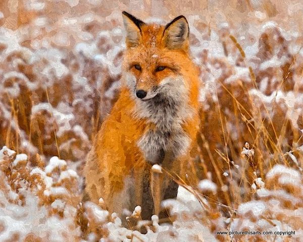 No 24. Red fox in winter.