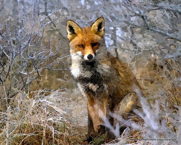 No 25. Red fox in woodland.