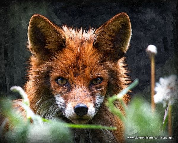 No 26. Young red fox.