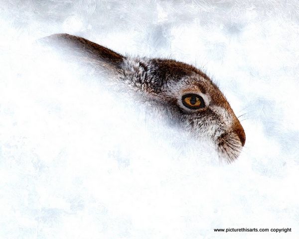 No 27. Winter Hare.