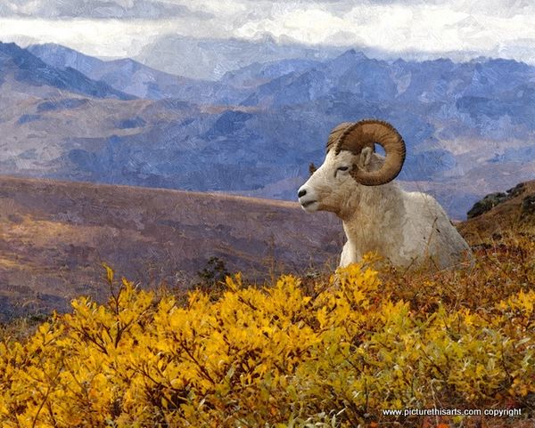 No 28. Big horn sheep.