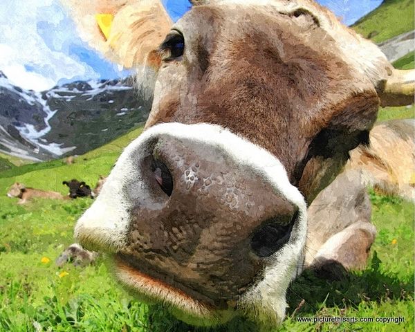 No 29. Inquisitive cow.
