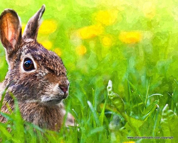 No 31. Little rabbit in the grass.