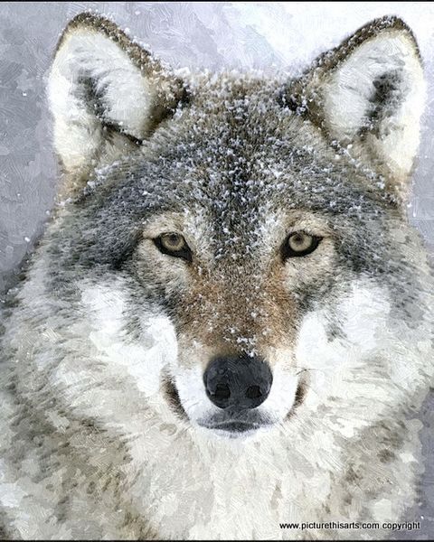 No 33. The Grey wolf portrait.