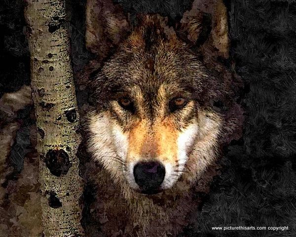 No 34. Wolf in the woods.