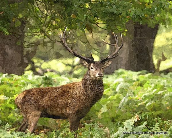 No 35. The stag in the ferns.