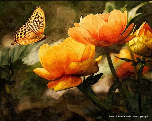 No 36. The orange butterfly.
