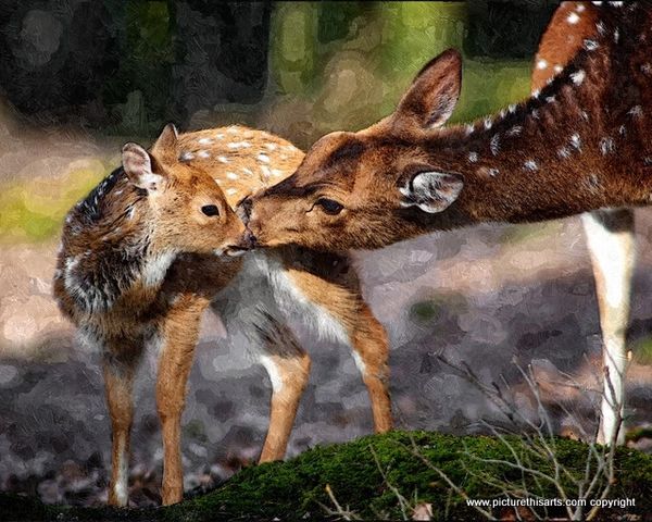 No 37. The doe and her fawn.