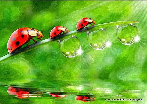 No 38. ladybird reflections.
