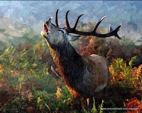 No 39. Stag rutting.
