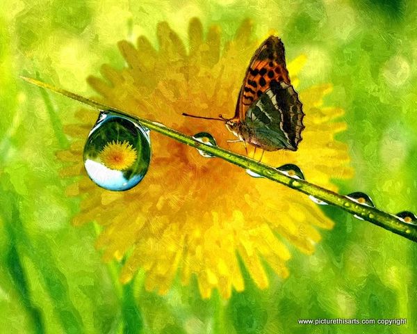 No 40. Butterfly with dewdrop.