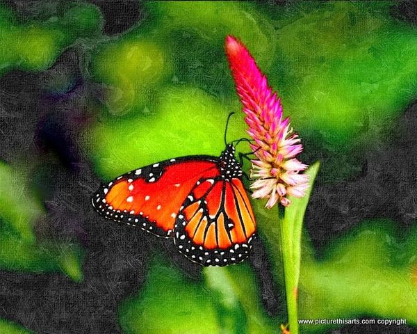 No 41. Butterfly and orchid.