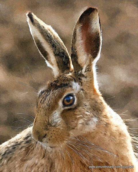 No 5. Portrait of young hare.