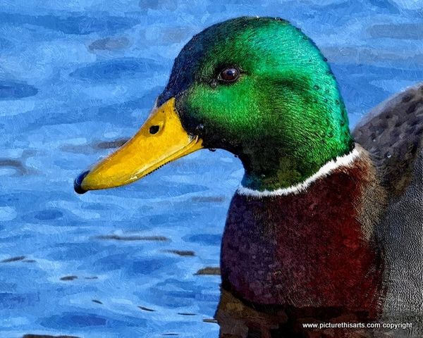No 6. Portrait of mallard duck.