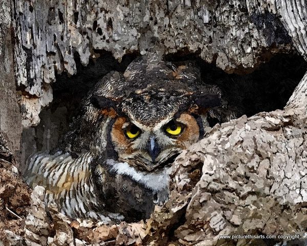 No 7. Owl nesting.
