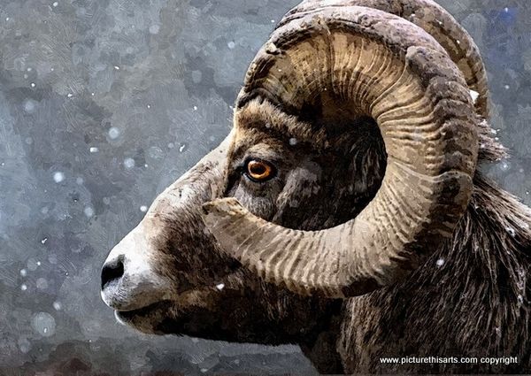 No 8. Ram in the snow.