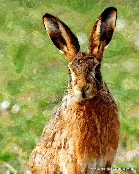 No 4. Red hare.