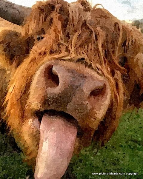 No 9. Highland cow lick.