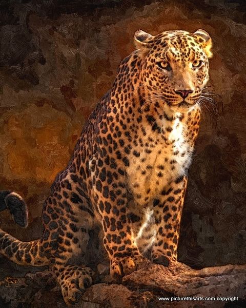 No 26. Portrait of Leopard.