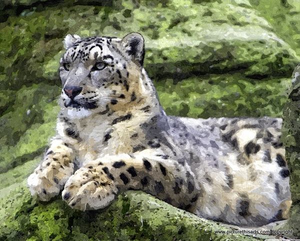 No 27. Snow Leopard on rocks.