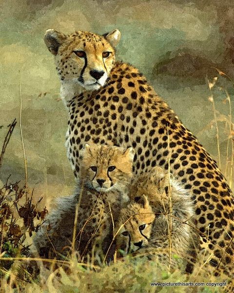 No 15. Cheetah and 3 cubs.