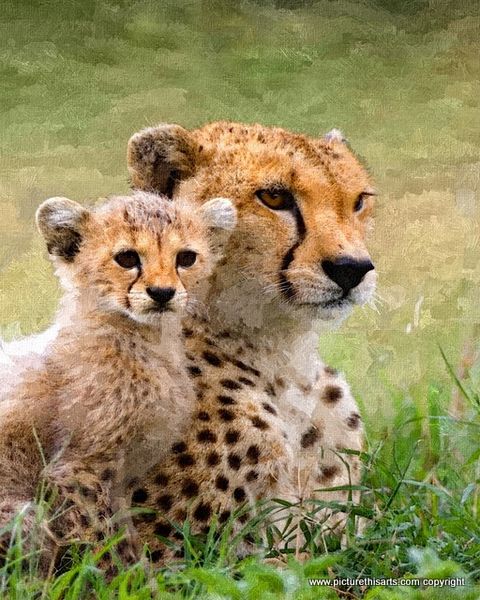No 16. Cheetah and cub.