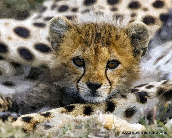 No 17. Cheetah cub.