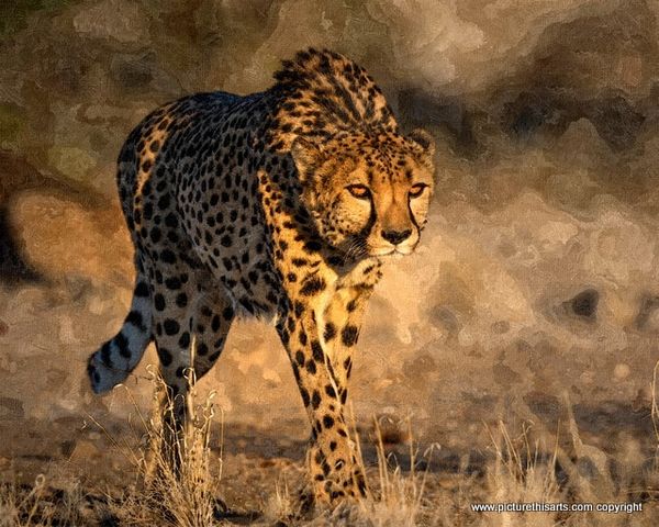 No 18. Cheetah on the prowl.