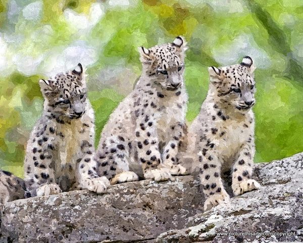 No 28. Snow Leopard cubs.