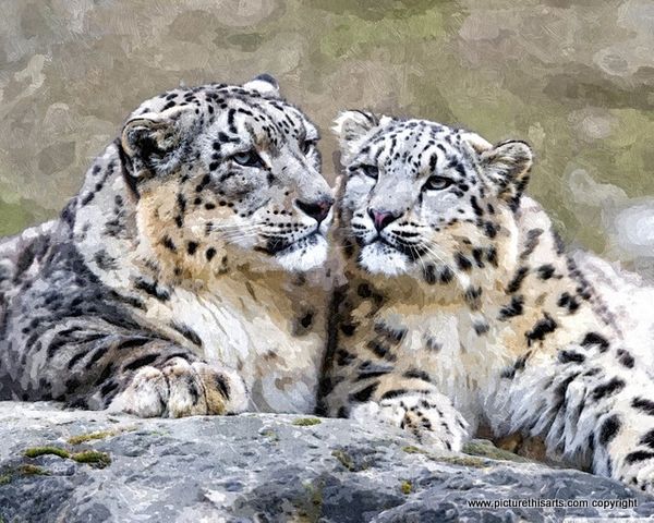 No 29. Two snow leopards