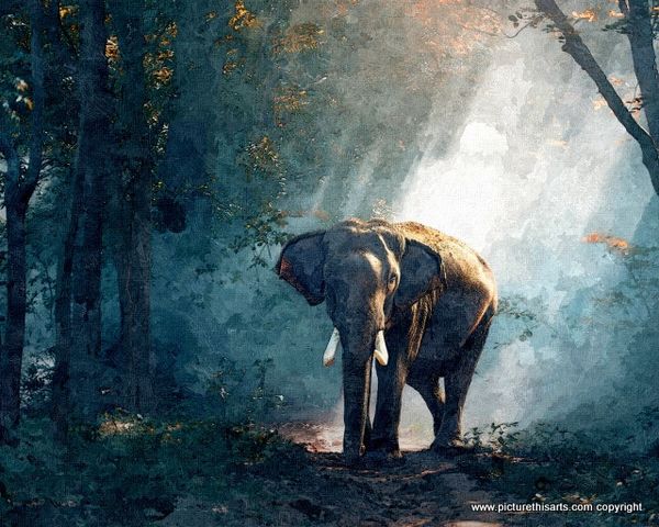 No 2. Elephant in clearing