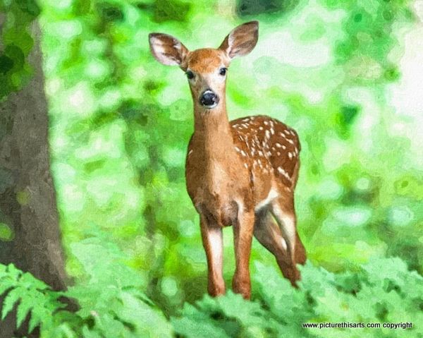 No 42. Young single doe.