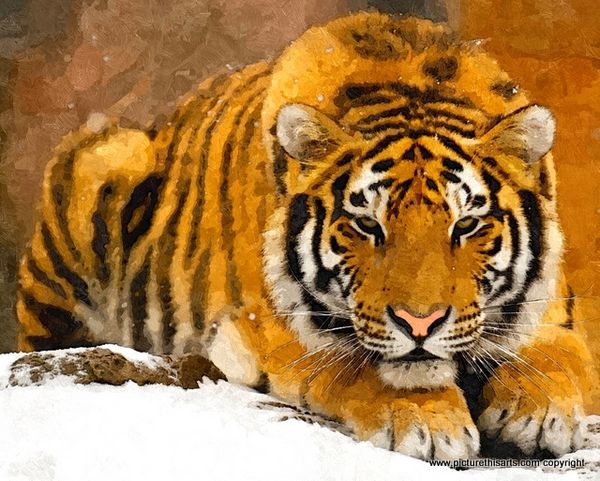 No 30. Tiger in the snow.