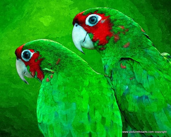No 26. Green parrots.