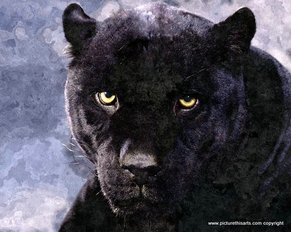 No 19. Jaguar head portrait.