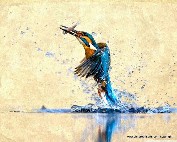No 27. Kingfisher with catch.