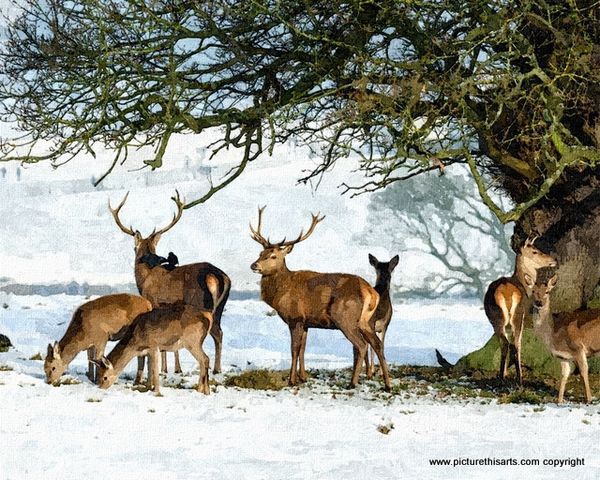 No 43. A herd of deer in the snow.