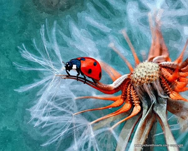 No 3. Lady bird.
