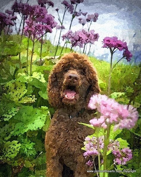 No 65. Poodle amongst the tall flowers.