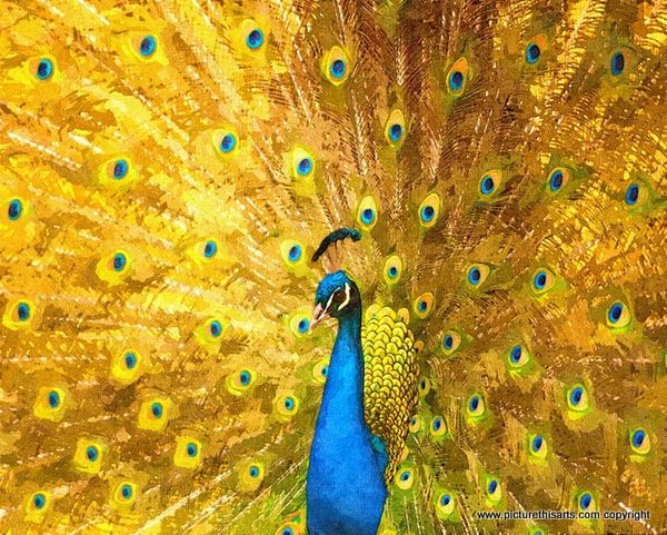 No 28. Peacock fanning.