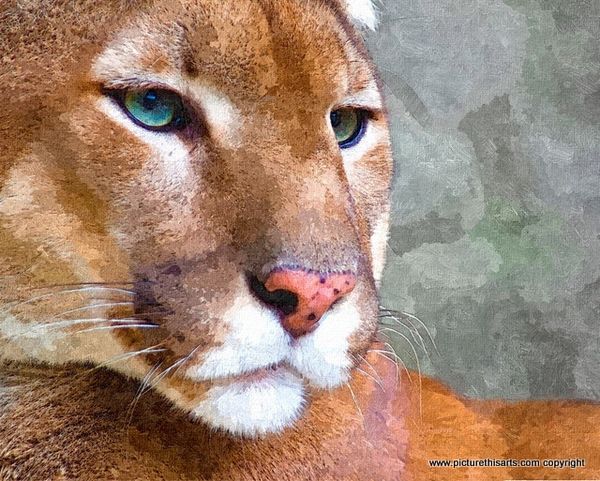 No 31. Puma portrait.
