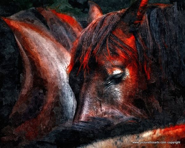 No 53. Sleeping horse.