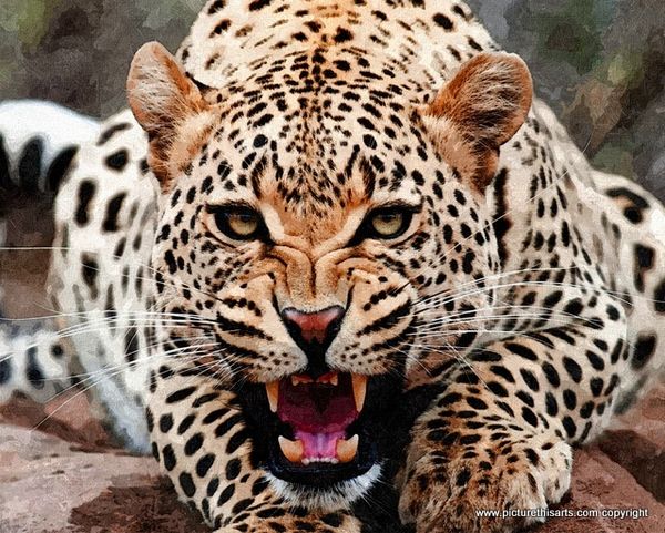 No 24. Snarling leopard.